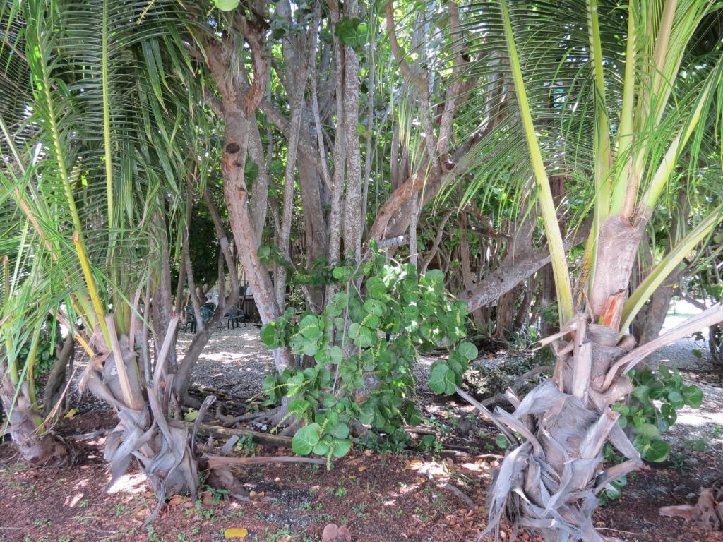 Ed & Ellen'S Lodgings Key Largo Exterior photo